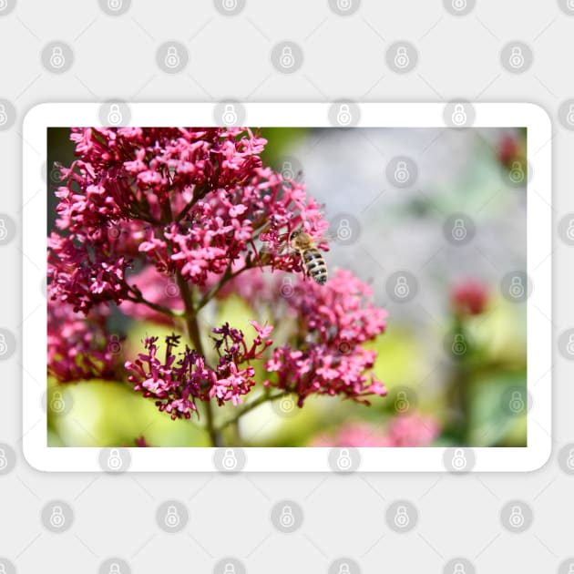 Honey Bees & Pink / Swiss Artwork Photography Sticker by RaphaelWolf